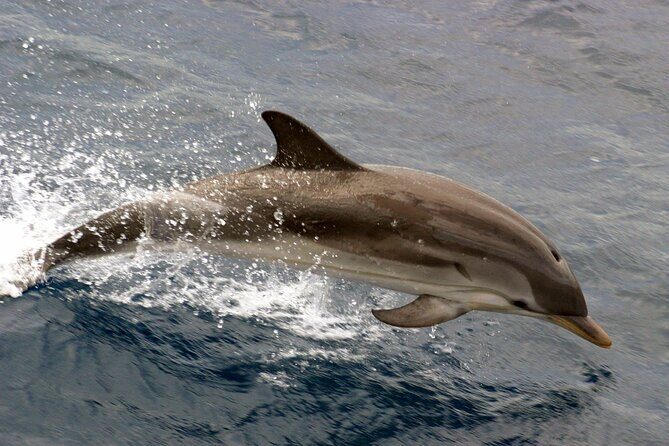 1.5-Hour Charleston Harbor Cruise with Live Narration - Picking the Dock: Aquarium Wharf vs Patriots Point