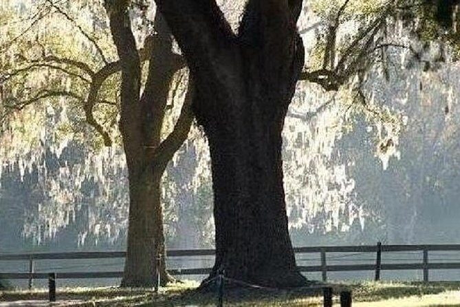 Boone Hall Plantation Admission & Tour with Transportation from Charleston - From Charleston Visitor Center to Boone Hall in one smooth half day