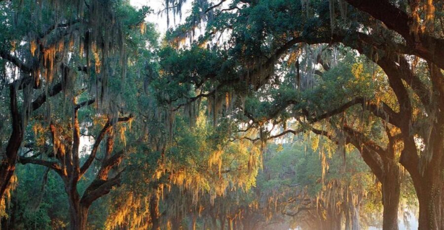 Charleston: Boone Hall & Historic City Tour Combo - A Two-Part Day: Plantation Learning Plus Charleston Highlights