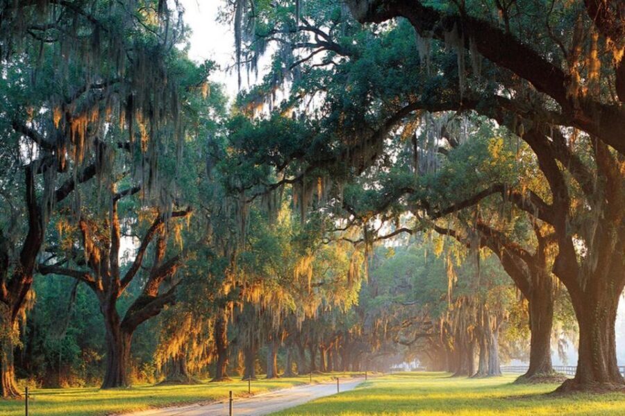 Charleston: Boone Hall & Historic City Tour Combo - Price and Value: Is $87 a Good Deal?