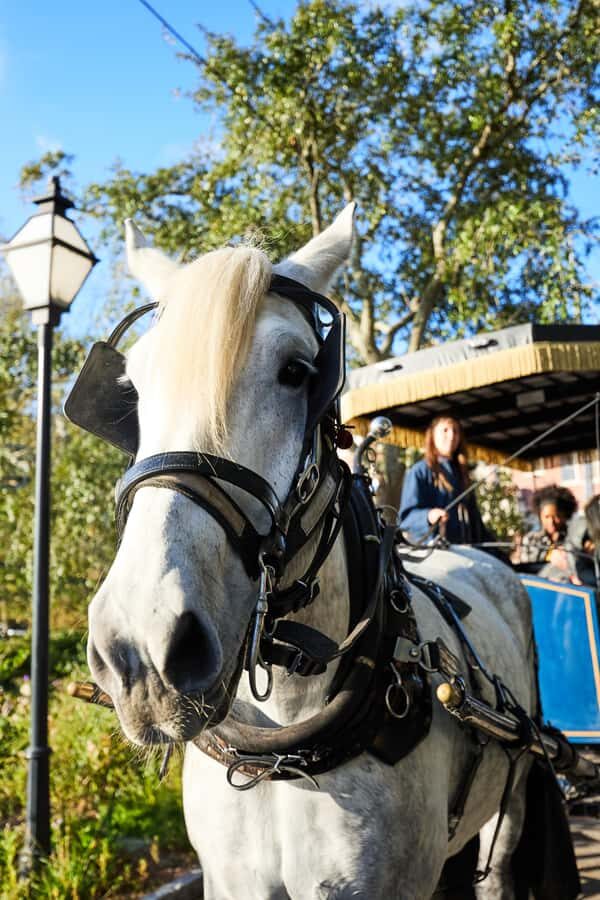 Charleston: Downtown Horse-Drawn Carriage Tour - The Guide Experience: How Storytelling Changes the City