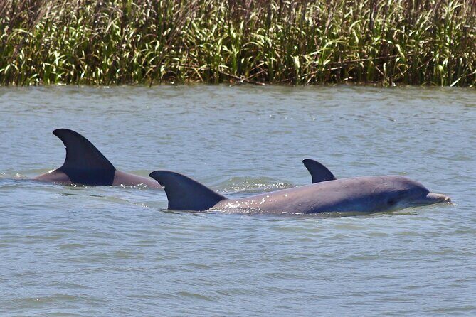 Charleston Eco Boat Cruise with stop at Morris Island Lighthouse - Bowens Island check-in: where your cruise really starts