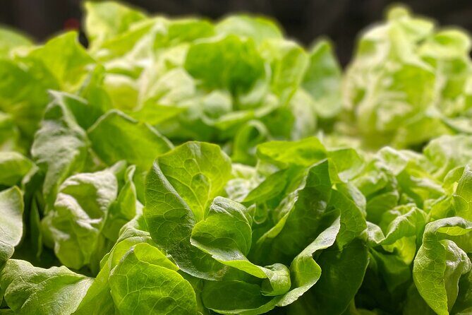 Charleston Farm-to-Table Food Tour and Chef's Challenge - Price and value: what $190 buys you in the real world