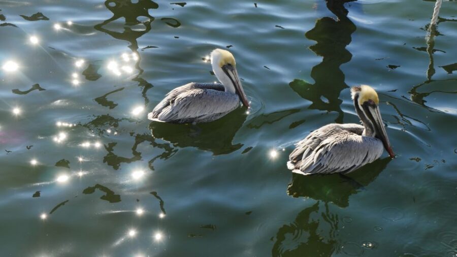 Charleston: Harbor Bar Pedal Boat Party Cruise - Who this cruise is best for (and who should think twice)
