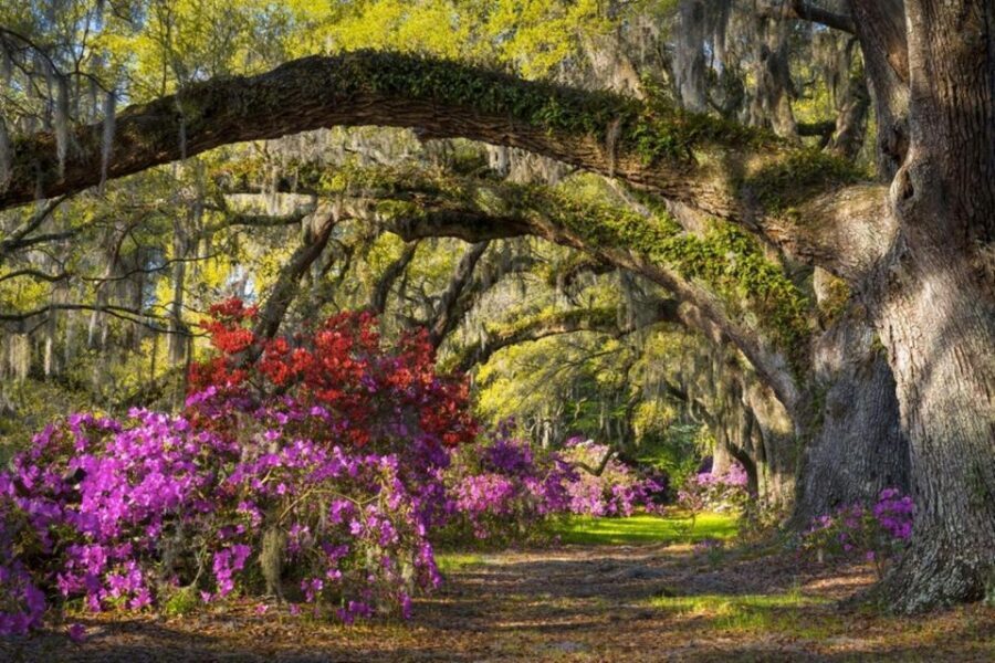 Charleston: Historic City Tour & Magnolia Plantation Combo - Should you book this Charleston Historic City Tour and Magnolia Plantation combo?