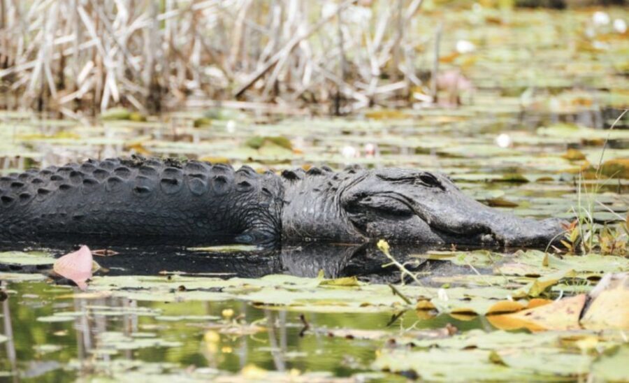 Charleston: Historic City Tour & Magnolia Plantation Combo - Who this combo tour suits best