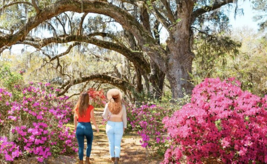 Charleston: Historic City Tour & Magnolia Plantation Combo - Magnolia Plantation dating from 1676: Drayton family gardens in real time