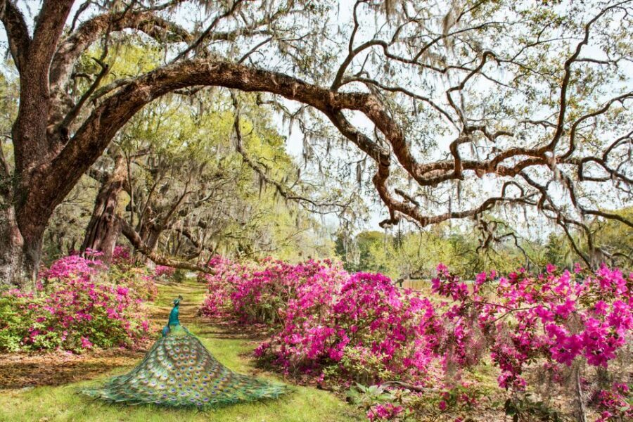 Charleston: Magnolia Plantation Entry & Tour with Transport - Who Should Book This Tour (and Who Might Want a Different Plan)