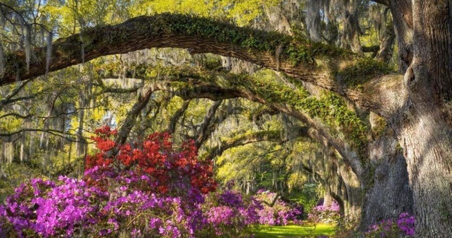 Charleston: Magnolia Plantation Entry & Tour with Transport - Historic Gardens: A Romantic Walk You Can Actually Enjoy