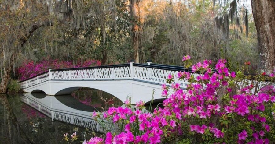 Charleston: Magnolia Plantation Entry & Tour with Transport - Audubon Swamp Gardens Tram: Where the Wildlife-Spotting Becomes the Fun