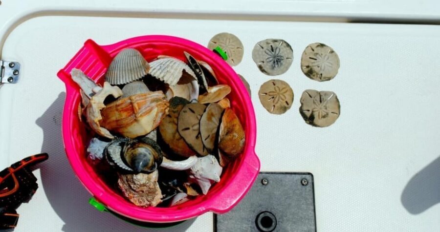 Charleston: Morris Island Lighthouse Eco-Boat Tour - The role of the captain/naturalist: why names matter here