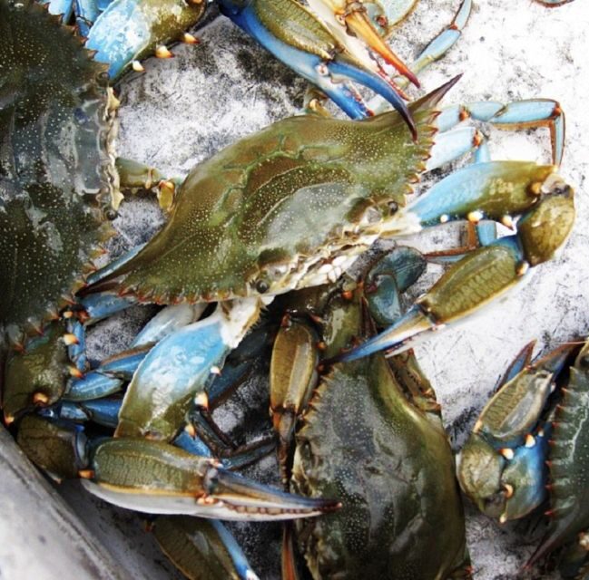 Charleston: Morris Island Nature Boat Tour with Naturalist - Dolphin watching: a bonus built into the package