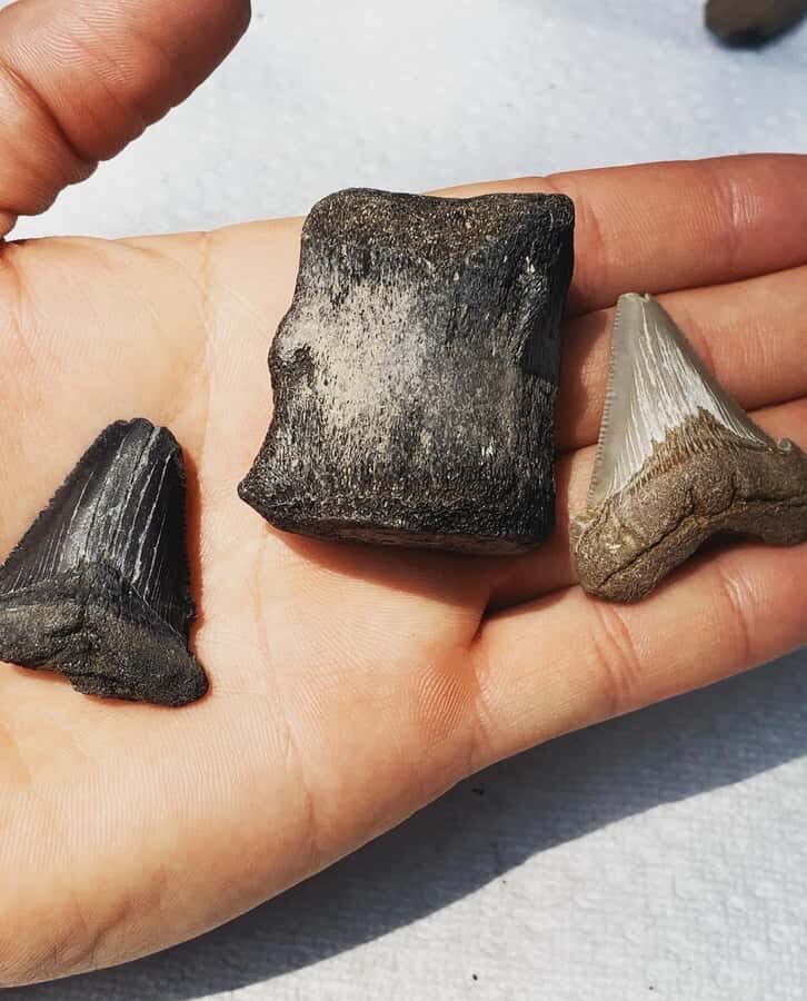 Charleston: Private Shark-tooth hunt and Lighthouse Viewing - Key things that make this trip worth your time