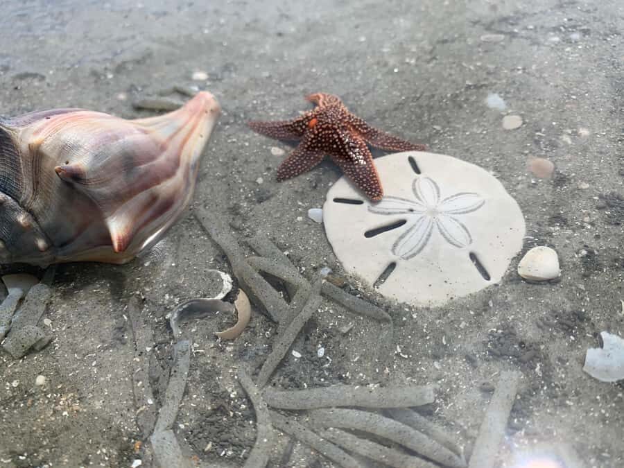 Charleston: Private Shark-tooth hunt and Lighthouse Viewing - Planning a Charleston lighthouse-and-shark-tooth hunt that actually feels fun