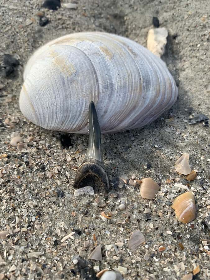 Charleston: Private Shark-tooth hunt and Lighthouse Viewing - The first water leg: 30 minutes of wildlife viewing near Folly Beach