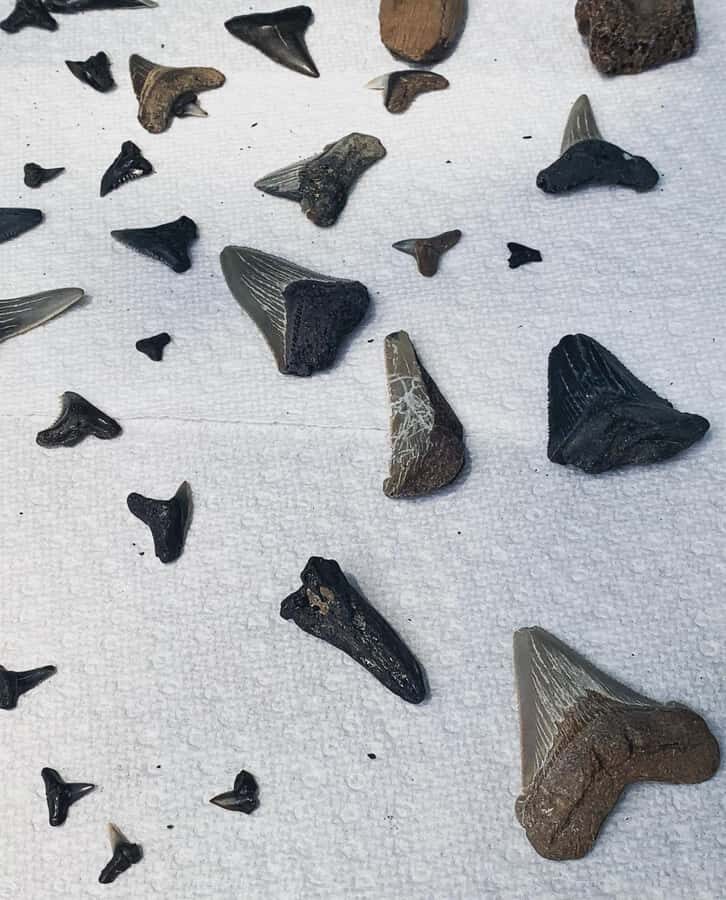 Charleston: Private Shark-tooth hunt and Lighthouse Viewing - Boat comfort and the small comforts that help you enjoy it