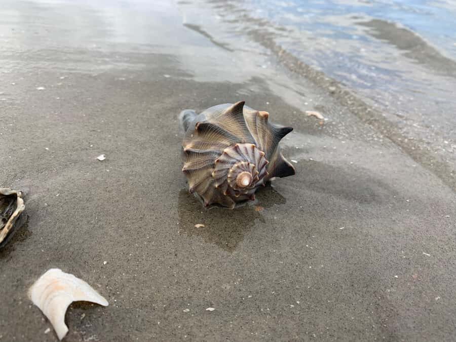 Charleston: Private Shark-tooth hunt and Lighthouse Viewing - Price and value: $375 per group up to 4 people