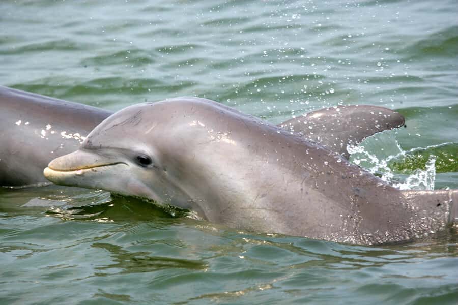 Charleston: Schooner Sailing Harbor Tour & Dolphin Watch - The Schooner Pride makes Charleston Harbor feel like a real place