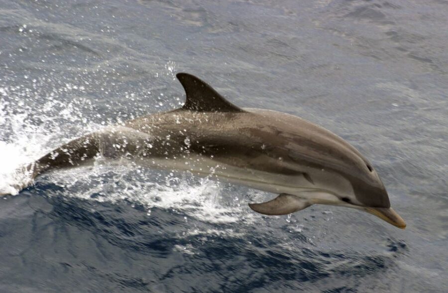 Charleston: Sightseeing Harbor Tour & Dolphin Watch - Why this Charleston Harbor cruise feels worth your time