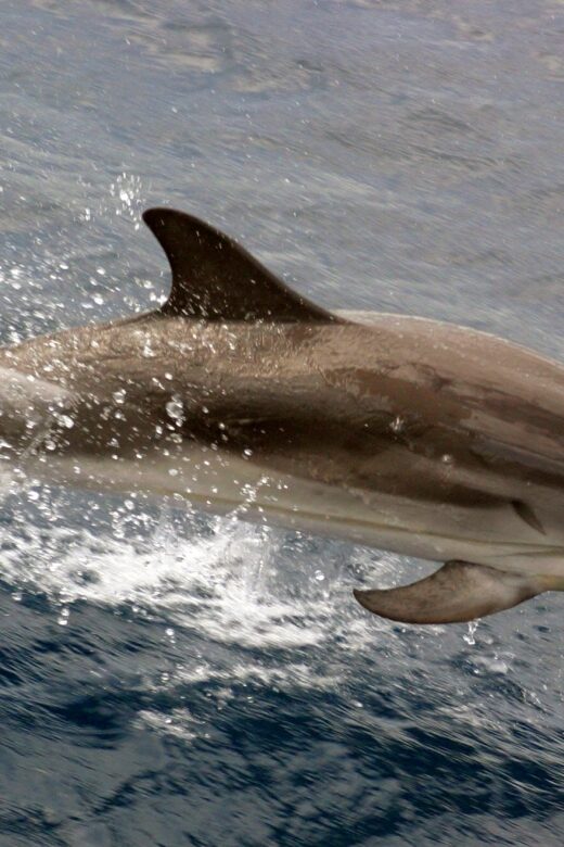 Charleston: Sightseeing Harbor Tour & Dolphin Watch - Picking your start: Patriots Point vs Aquarium Wharf