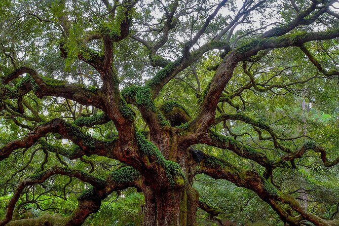 Charleston Style VIP Tour - The Day at a Glance: From Downtown to Mount Pleasant to Plantations