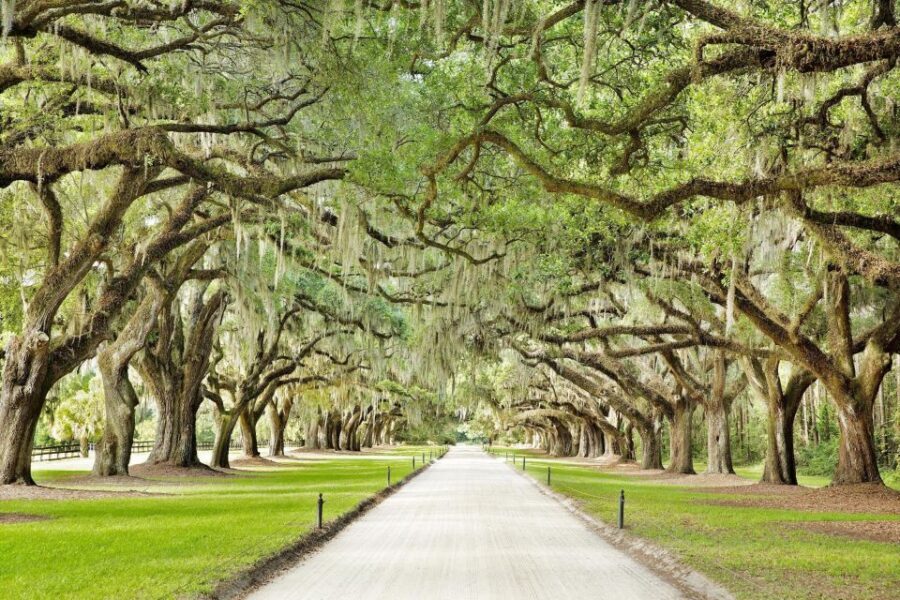 Charleston: Tour Pass with 40+ Attractions - Key highlights to know before you go