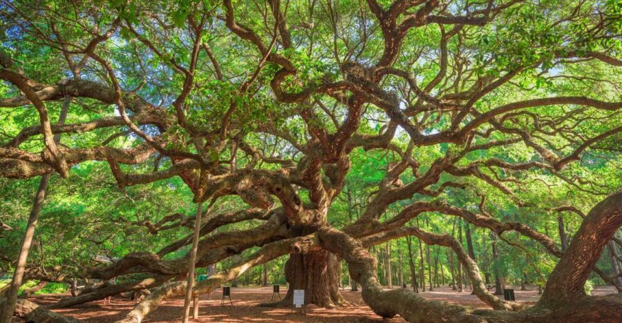 Charleston: Wadmalaw Island Wine Tasting and Tea Garden Trip - From Charleston Visitor Center to Wadmalaw Island: how the day flows