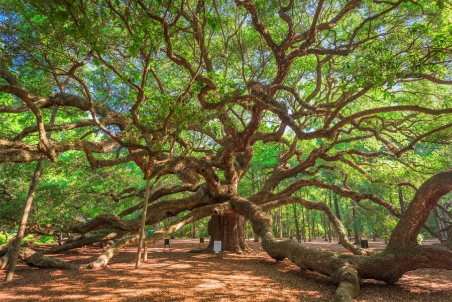 Charleston: Wadmalaw Island Wine Tasting and Tea Garden Trip - Charleston Tea Garden Farm: trolley rides, greenhouse views, and tea tasting that never stops