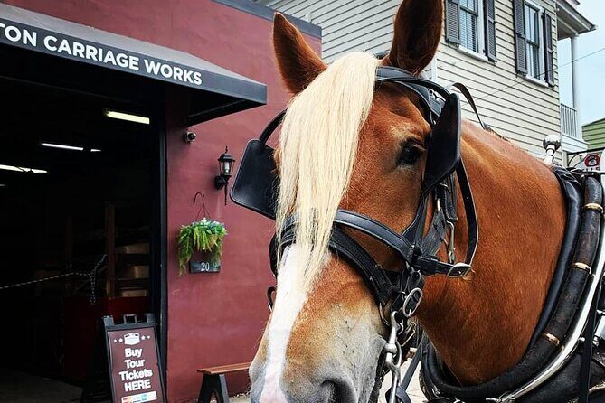 Charleston's Historic Residential Horse and Carriage Tour - Price and Value: Getting a Lot of Charleston for $50