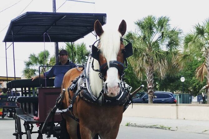 Charleston's Historic Residential Horse and Carriage Tour - FAQ