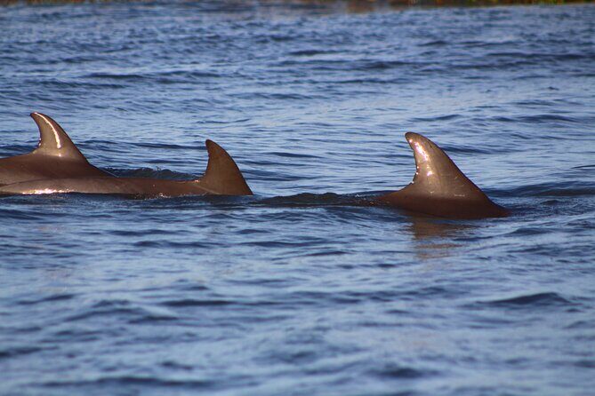 Folly Beach Dolphin Viewing Boat Excursion and Estuary Tour - Quick Hits Before You Go