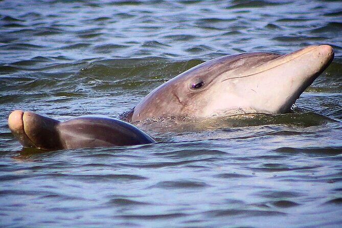 Folly Beach Dolphin Viewing Boat Excursion and Estuary Tour - Meet the Captain and Eco Guide: Why the Human Part Matters