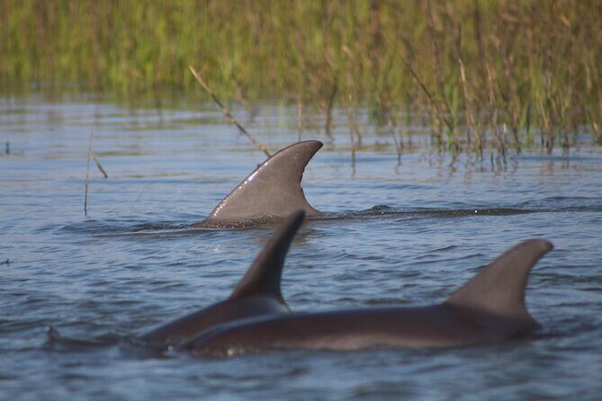 Folly Beach Eco Boat Excursion and Morris Island Drop Off - Key highlights you’ll care about