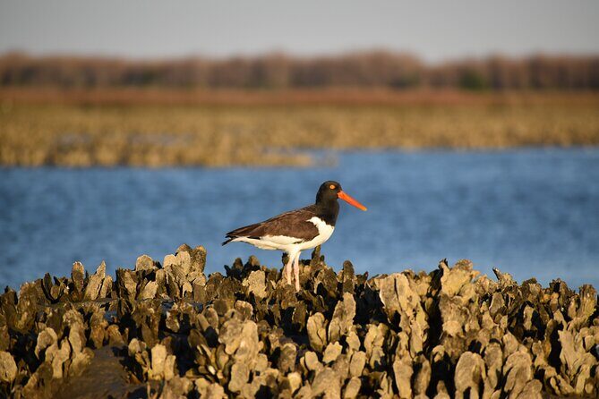 Folly Beach Eco Boat Excursion and Morris Island Drop Off - Guides make the trip: Captain Luke’s on-the-water style