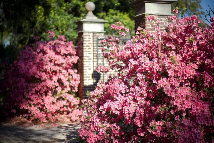 From Charleston: Boone Hall Plantation Entry with Transfers - Why Boone Hall Works as a Charleston Day Trip