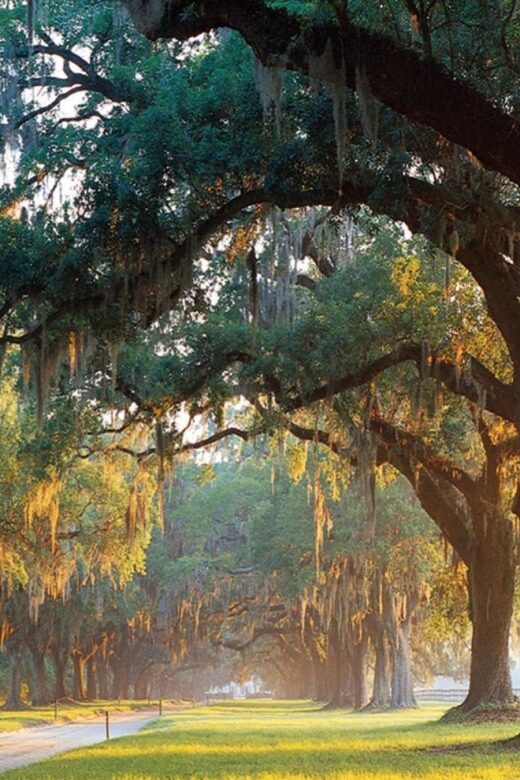 From Charleston: Boone Hall Plantation Entry with Transfers - Price and Value: What $67 Gets You