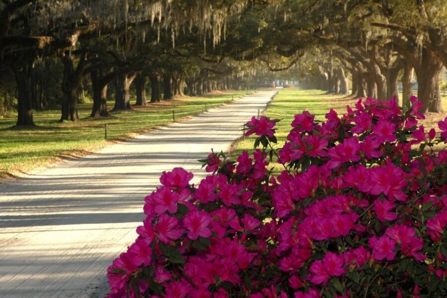 From Charleston: Boone Hall Plantation Entry with Transfers - Who This Tour Suits (and Who Might Want Something Else)