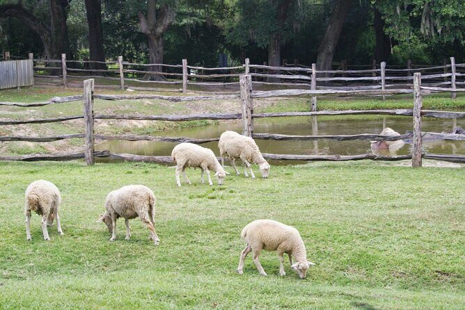 Middleton Plantation-3 hour guided tour- hotel pickup-admission - Guided storytelling in a small group (and why it works)