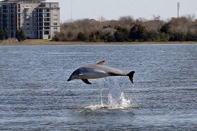 Private Morning Sail, Dolphin and History Tour on Mystique - Your Skipper and First Mate: Small Group, Big Personal Attention