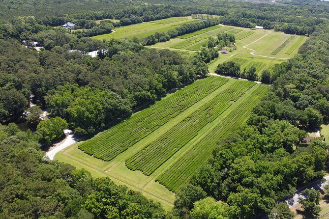 Trolley Tour in Wadmalaw Island of South Carolina - The Charleston Tea Garden Trolley Tour: Why This Works in Real Life
