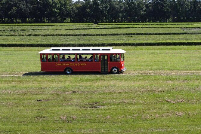 Trolley Tour in Wadmalaw Island of South Carolina - Step-by-Step on the Trolley: Charleston Tea Garden in About 45 Minutes