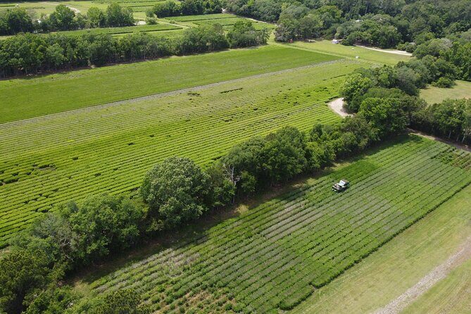 Trolley Tour in Wadmalaw Island of South Carolina - The Real Value: Insider Tea Facts Plus Tasting and the Shop