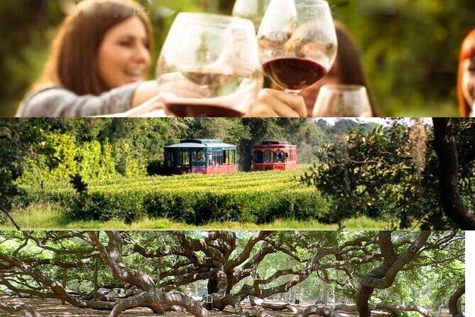 Wine Sippin'-Tea Drinkin'-Tree Huggin' Lowcountry Sightseeing - What Makes It Feel Worth the Time